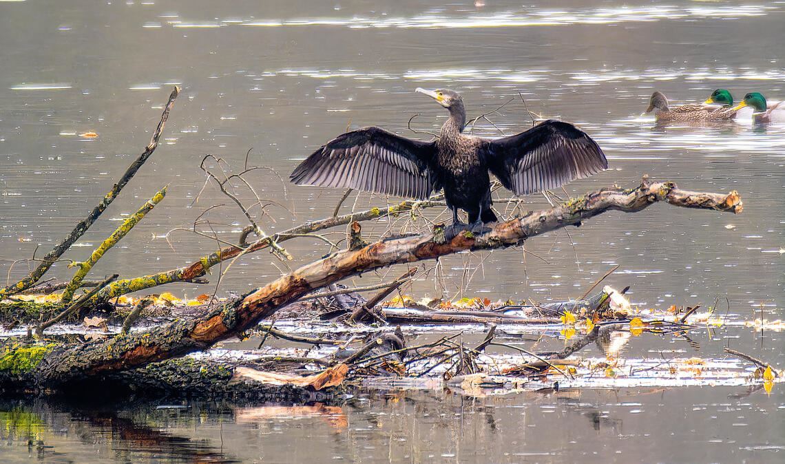 Der Zustand der Enz hat sich in den vergangenen Jahren verbessert, allerdings gibt es bezüglich der Qualität des Gewässers laut Dr. Ulrike Fuchs immer noch Luft nach oben. Foto: Archiv
