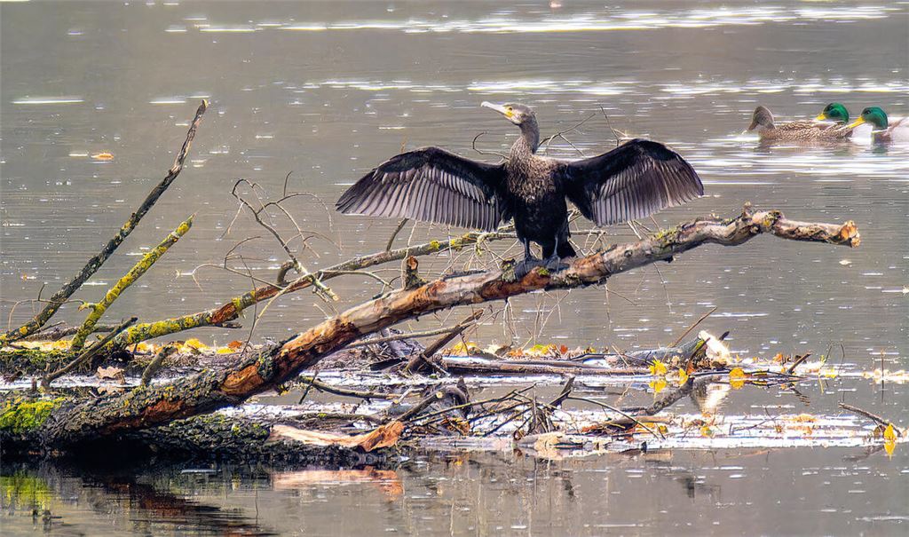 Der Zustand der Enz hat sich in den vergangenen Jahren verbessert, allerdings gibt es bezüglich der Qualität des Gewässers laut Dr. Ulrike Fuchs immer noch Luft nach oben. Foto: Archiv