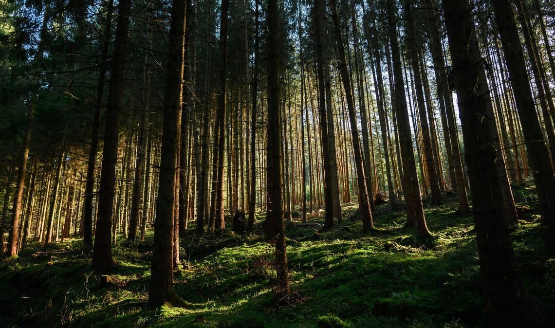 Der Zustand der deutschen Wälder bleibt angespannt. (Archivbild)
