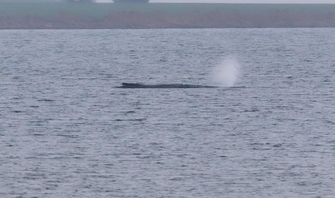 Der Zustand des gestrandeten Wals vor der Insel Poel ist unverändert. (Archivbild)