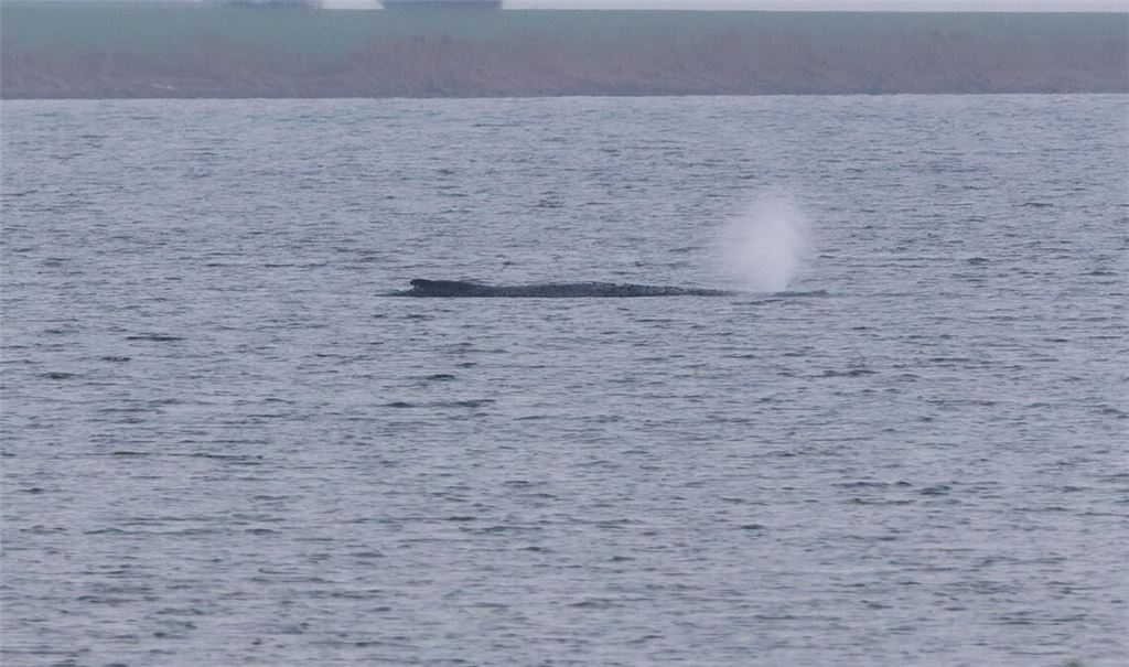 Der Zustand des gestrandeten Wals vor der Insel Poel ist unverändert. (Archivbild)