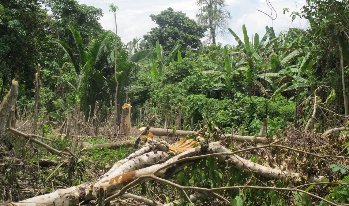 Der Zyklon "Maila" hat Teile von Papua-Neuguinea mit voller Wucht getroffen. (Symbolbild)