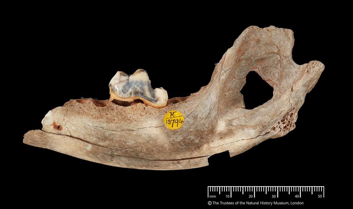Der älteste genetische Nachweis stammt den neuen Analysen zufolge von einem Hund, der vor 15.800 Jahren lebte.