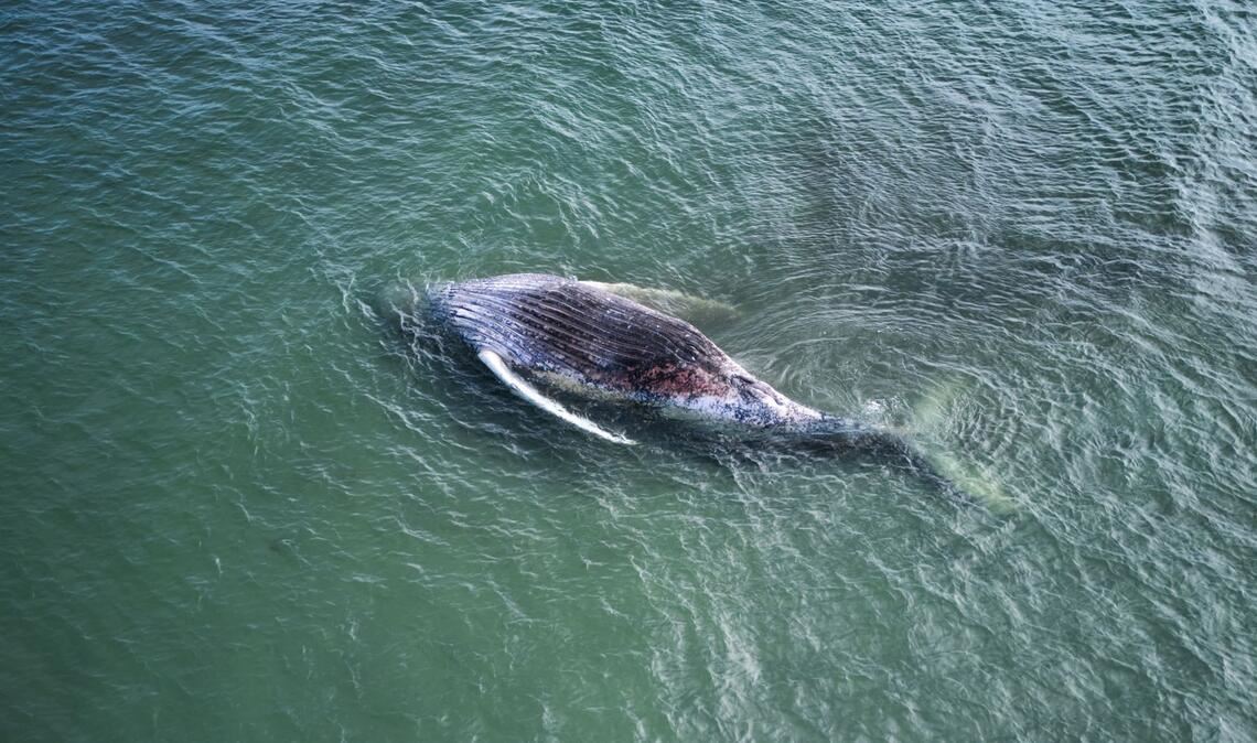 Der als Timmy bekannte Buckelwal ist tot und liegt vor der dänischen Insel Anholt.