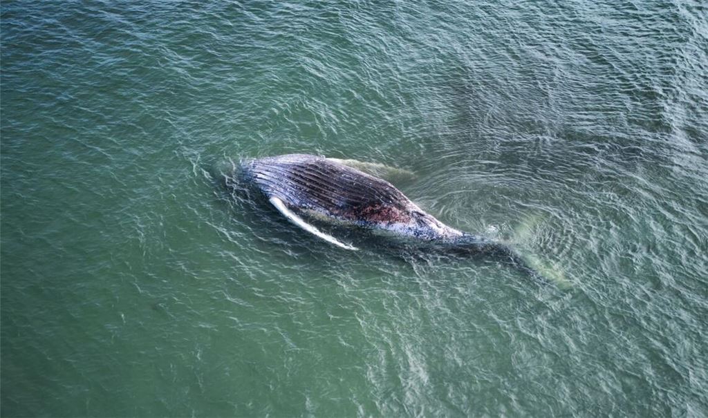 Der als Timmy bekannte Buckelwal ist tot und liegt vor der dänischen Insel Anholt.