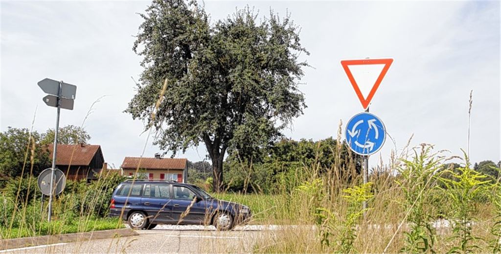 Der alte Obstbaum auf dem Lomersheimer Kreisel soll gefällt werden.  Foto: Rieger