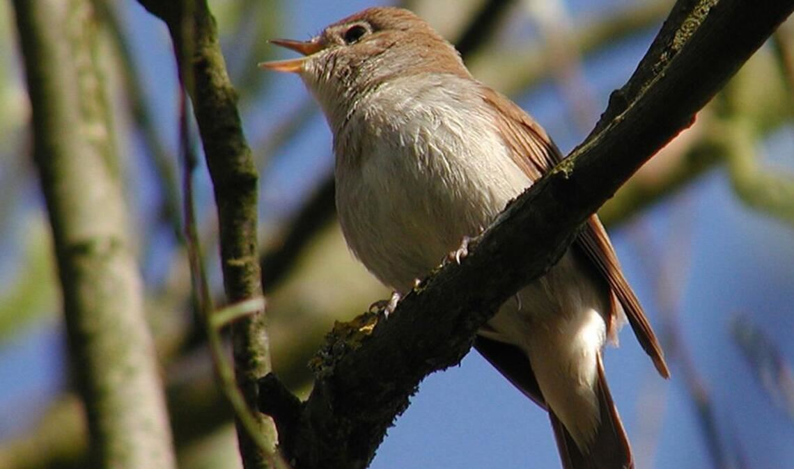 Der astronomische Frühling kündigt sich an und mit ihm auch der Gesang der – sehr selten gewordenen – Nachtigall.