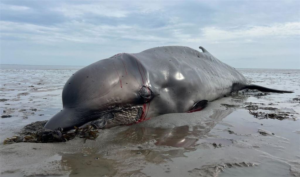 Der auf Sylt angetriebene Wal war am Donnerstag von einem Seehundjäger erschossen worden.