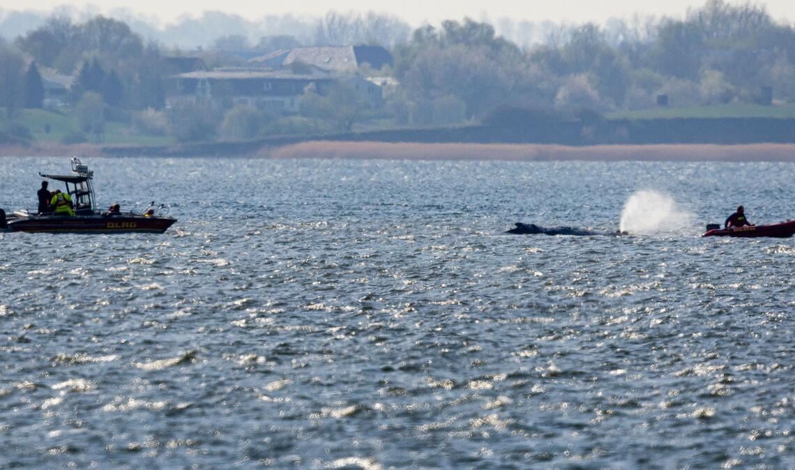 Der bei Wismar gestrandeten Buckelwal hatte sich am Morgen freigeschwommen und ist mehrere Kilometer geschwommen.