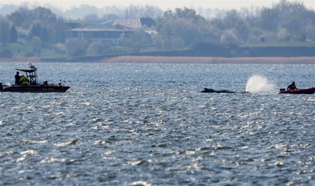 Der bei Wismar gestrandeten Buckelwal hatte sich am Morgen freigeschwommen und ist mehrere Kilometer geschwommen.
