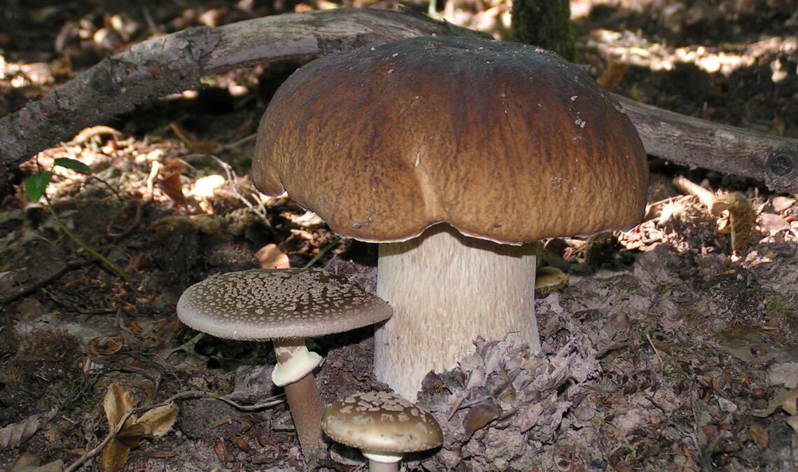 Der beliebteste und bekannteste Speisepilz ist der Steinpilz. Davor sind auf dem Foto zwei kleinere „Perlpilze“ zu sehen, einem der häufigsten Speisepilze in den Wäldern der Region, aber sehr leicht mit dem stark giftigen „Pantherpilz“ zu verwechseln. Fotos: Lechner