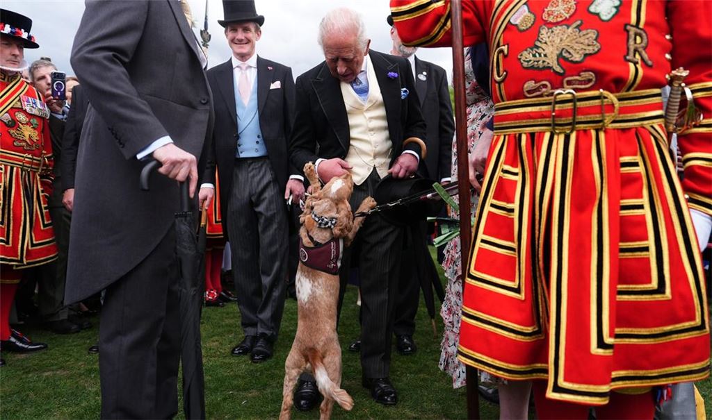 Der britische König Charles III. (M.) trifft während der jährlichen Gartenparty des britischen Königshauses im Buckingham Palace den Hörhund Vegas, der von der Wohltätigkeitsorganisation "Hearing Dogs for Deaf People" ausgebildet wurde.