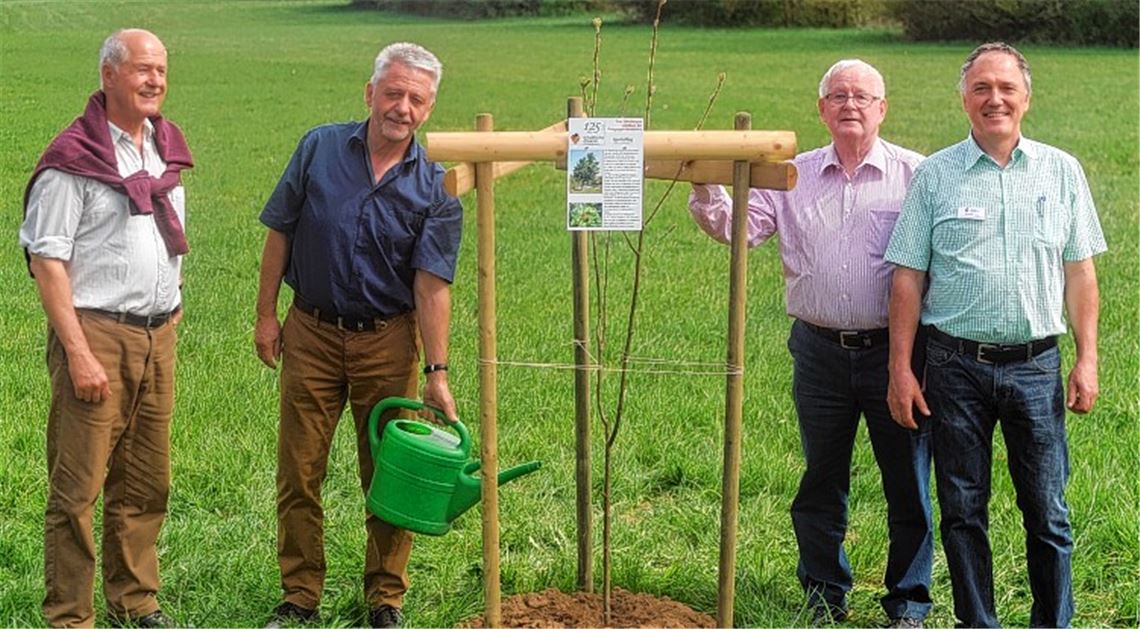 Seltener Baum kann Wurzeln schlagen