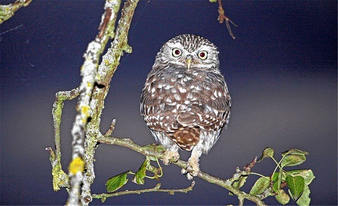 Einsatz für den Steinkauz