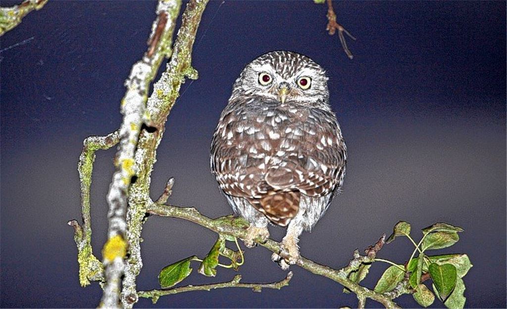 Einsatz für den Steinkauz