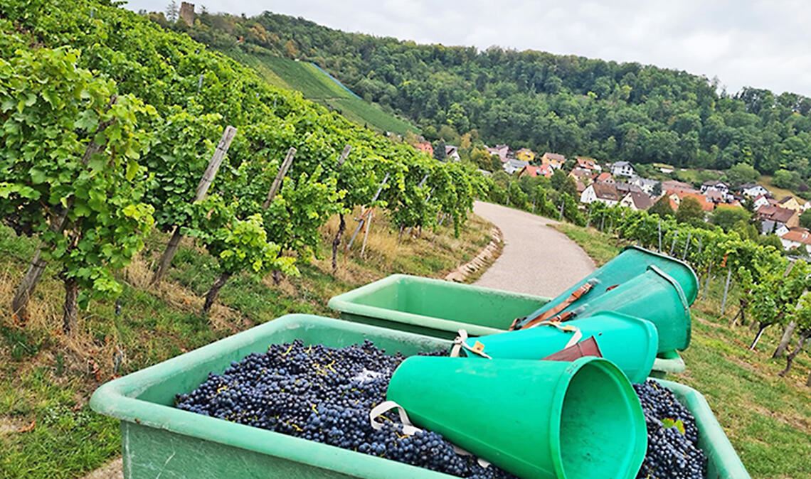 Kleinste WG in Württemberg lebt Teamgeist Der eigentliche Höhepunkt im Jahresprogramm der rührigen Weingärtnergenossenschaft Sternenfels: die Lese im Herbst. Fotos: Archiv Mühlacker Tagblatt (4), privat