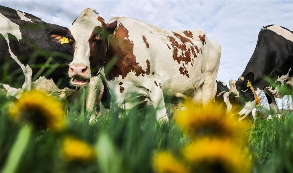 Der erste Weidegang im Jahr: Milchkühe stehen auf der Wiese und grasen.