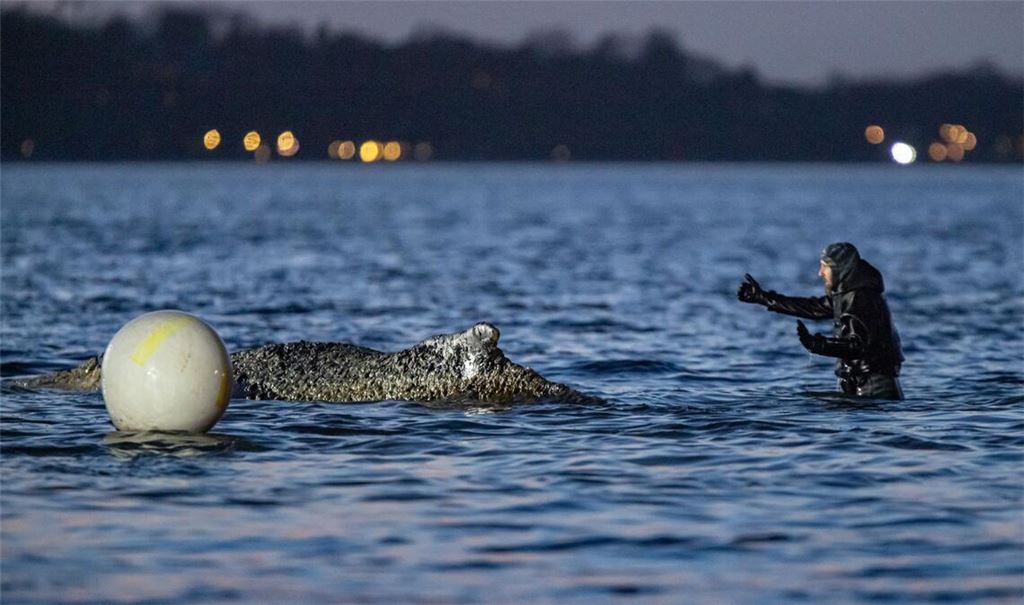 Der frei gekommene Wal sei vor Warnkenhagen (Nordwestmecklenburg) in Küstennähe gesehen worden (Archivbild).