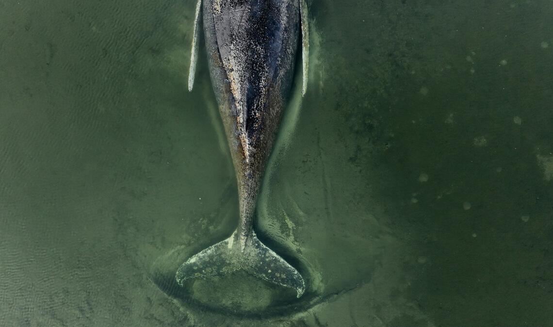 Der genaue Zustand des Buckelwals ist unklar.