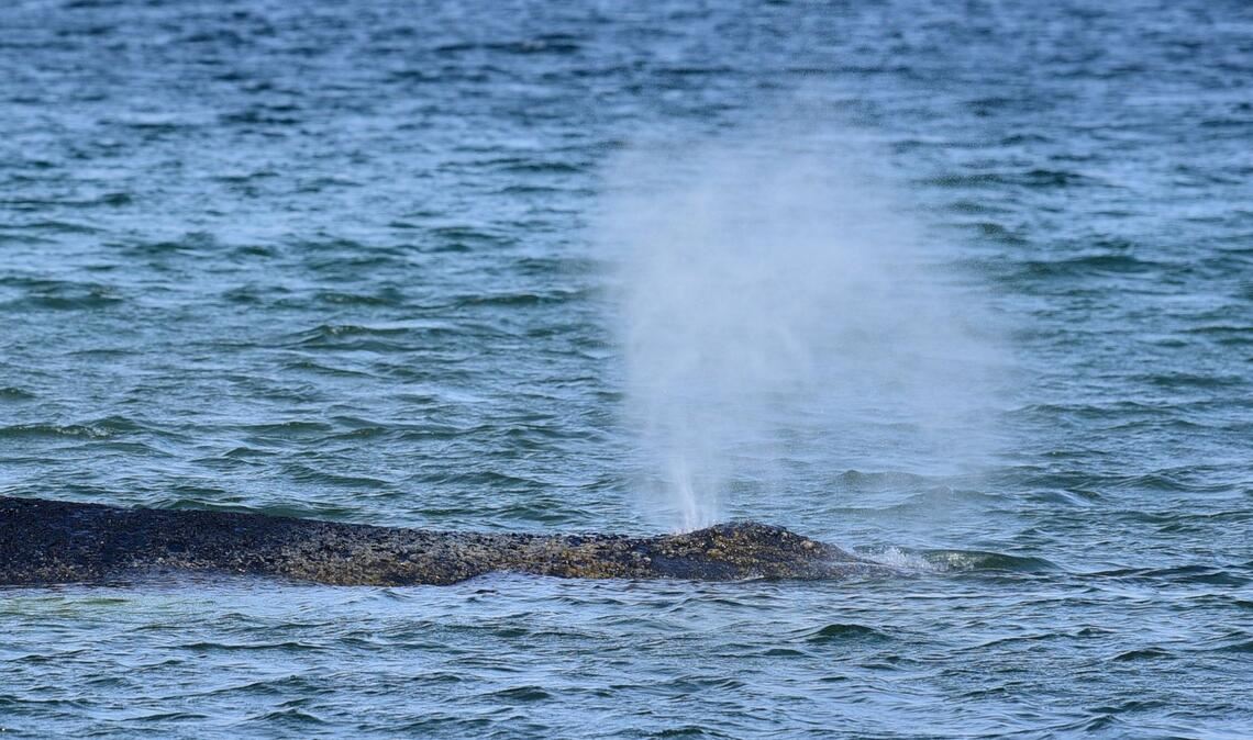 Der gestrandete Buckelwal hat eine geschätzte Länge von 12 bis 15 Metern.