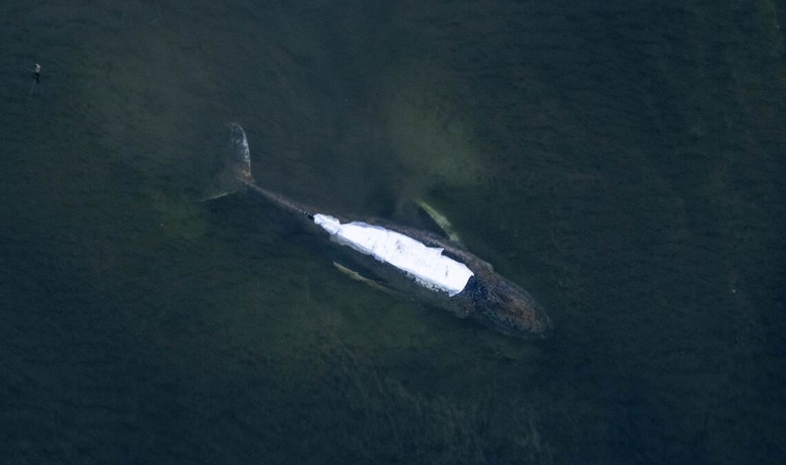 Der gestrandete Buckelwal in der Bucht der kleinen Ostsee-Insel Poel hat sich über die Nacht nicht von der Stelle bewegt.