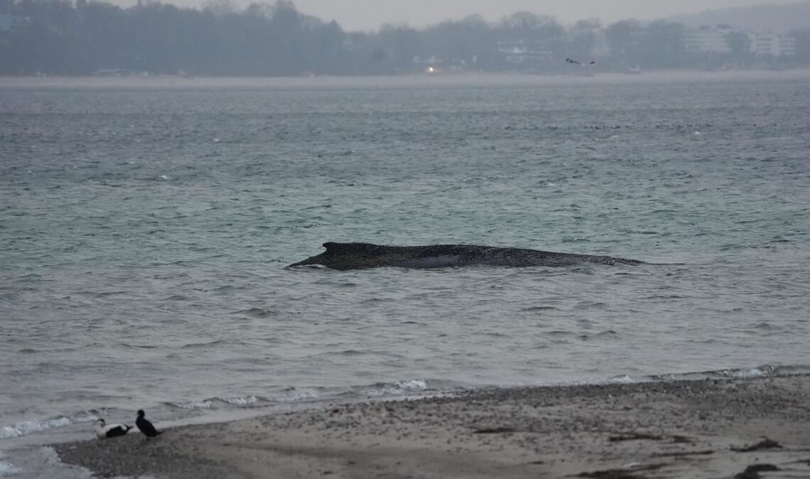 Der gestrandete Wal liegt im Wasser der Ostsee vor der Seebrücke am Hafen Niendorf. Die Polizei hat das Gelände abgesperrt, um das Tier nicht zu beunruhigen. Die Rettungsversuche dauern an.