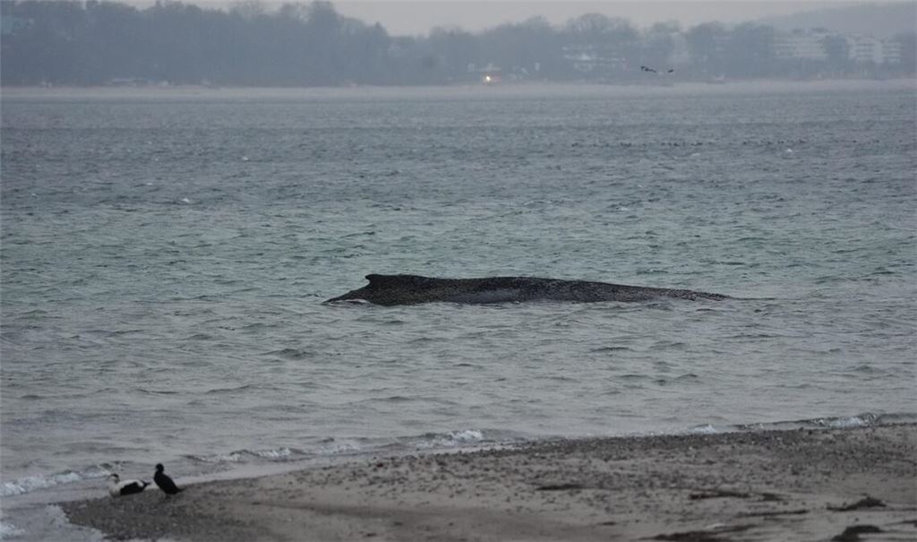 Der gestrandete Wal liegt im Wasser der Ostsee vor der Seebrücke am Hafen Niendorf. Die Polizei hat das Gelände abgesperrt, um das Tier nicht zu beunruhigen. Die Rettungsversuche dauern an.