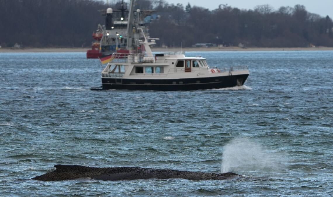 Der gestrandete Wal liegt immer noch vor der Seebrücke am Hafen Niendorf.