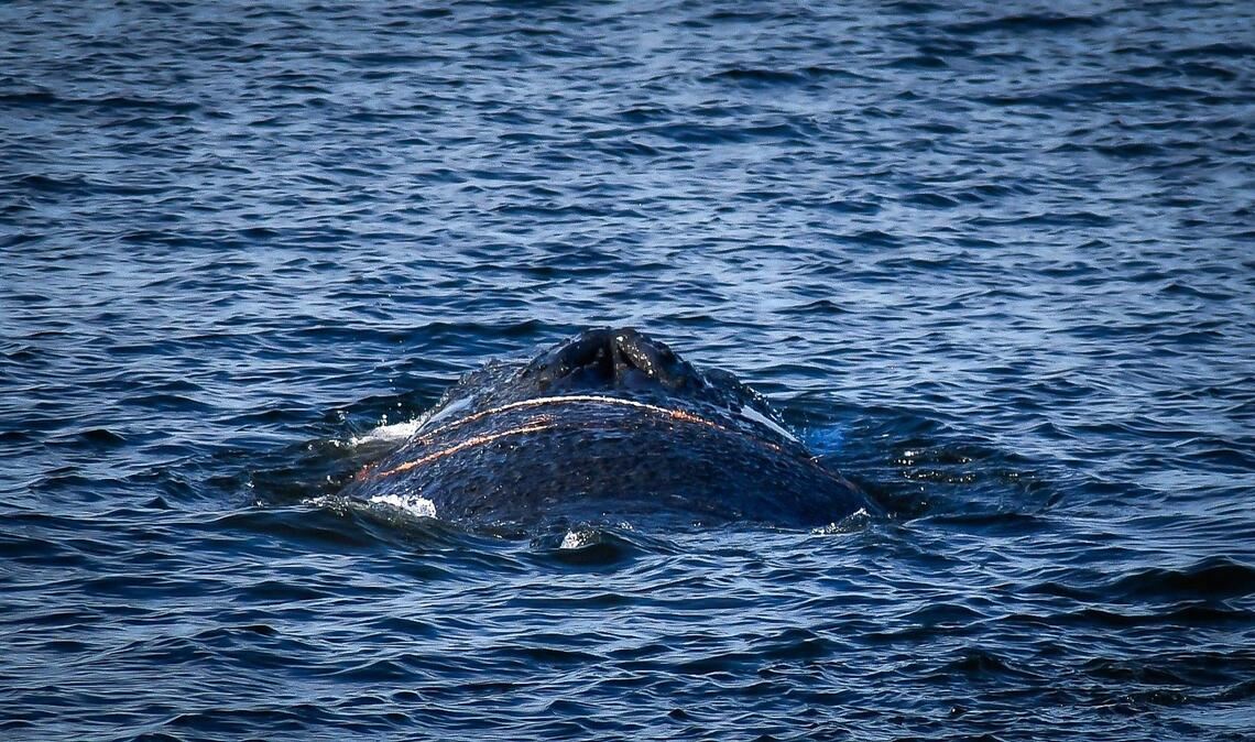 Der gestrandete Wal wurde das erste Mal Anfang des Monats im Wismarer Hafen gesichtet. (Archivbild)