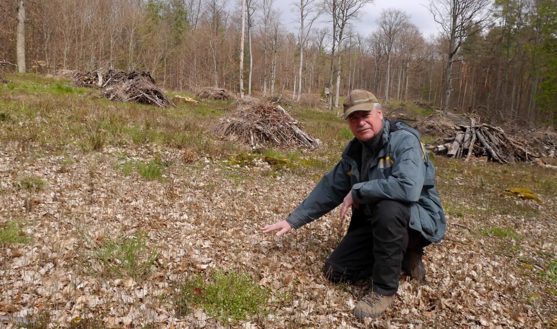 Der gezielte Kahlschlag als Rettungsaktion: Förster Jürgen Bregler. Foto: Lechner