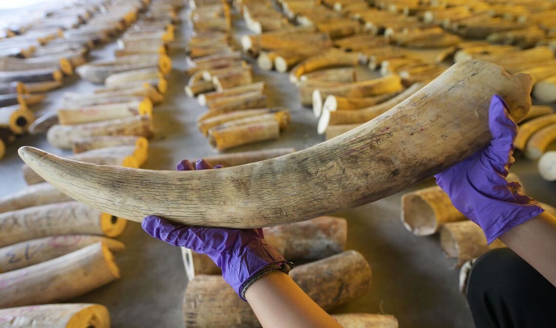 Der illegale Handel mit Elfenbein ist ein Riesengeschäft. (Archivbild)