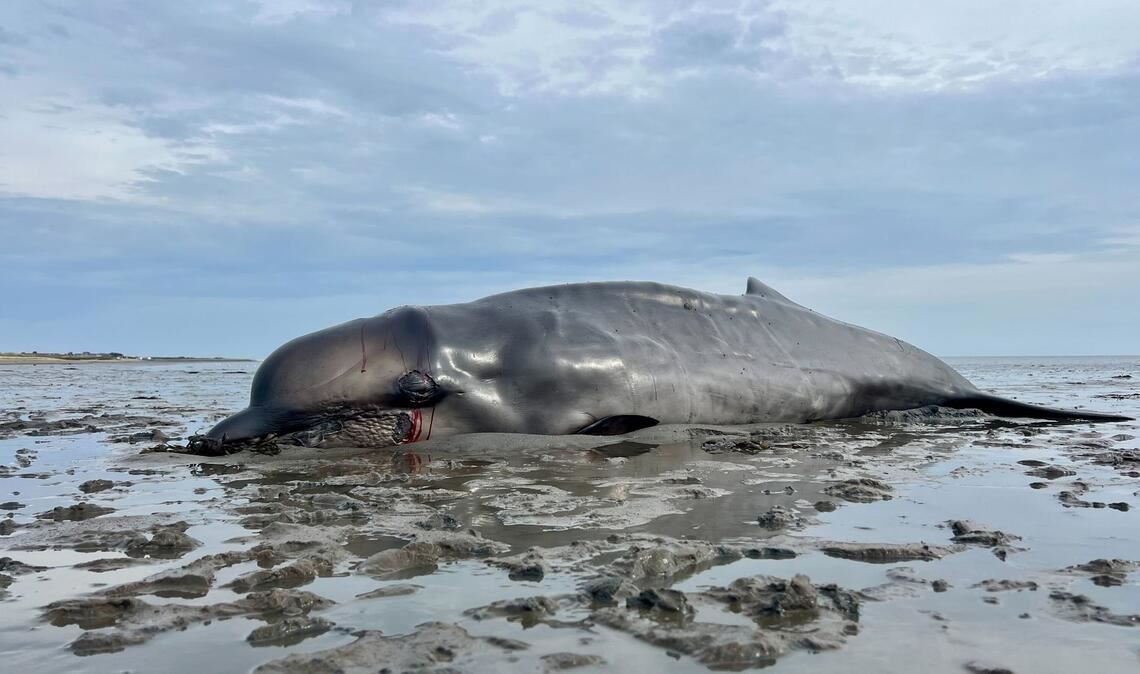 Nach Abschuss auf Sylt: Wal soll untersucht werden Der im Watt gestrandete Schnabelwal war abgemagert.