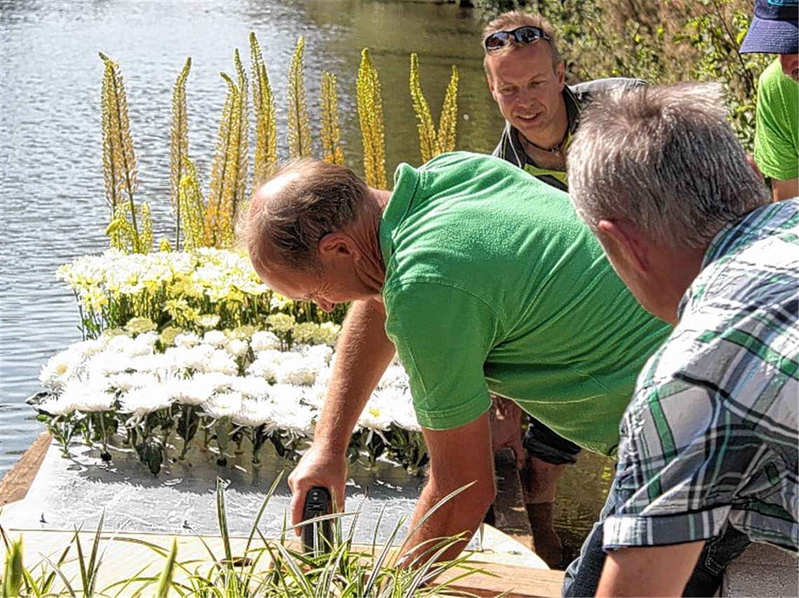 Die letzte schwimmende Blütenpracht Die letzte schwimmende Blütenpracht