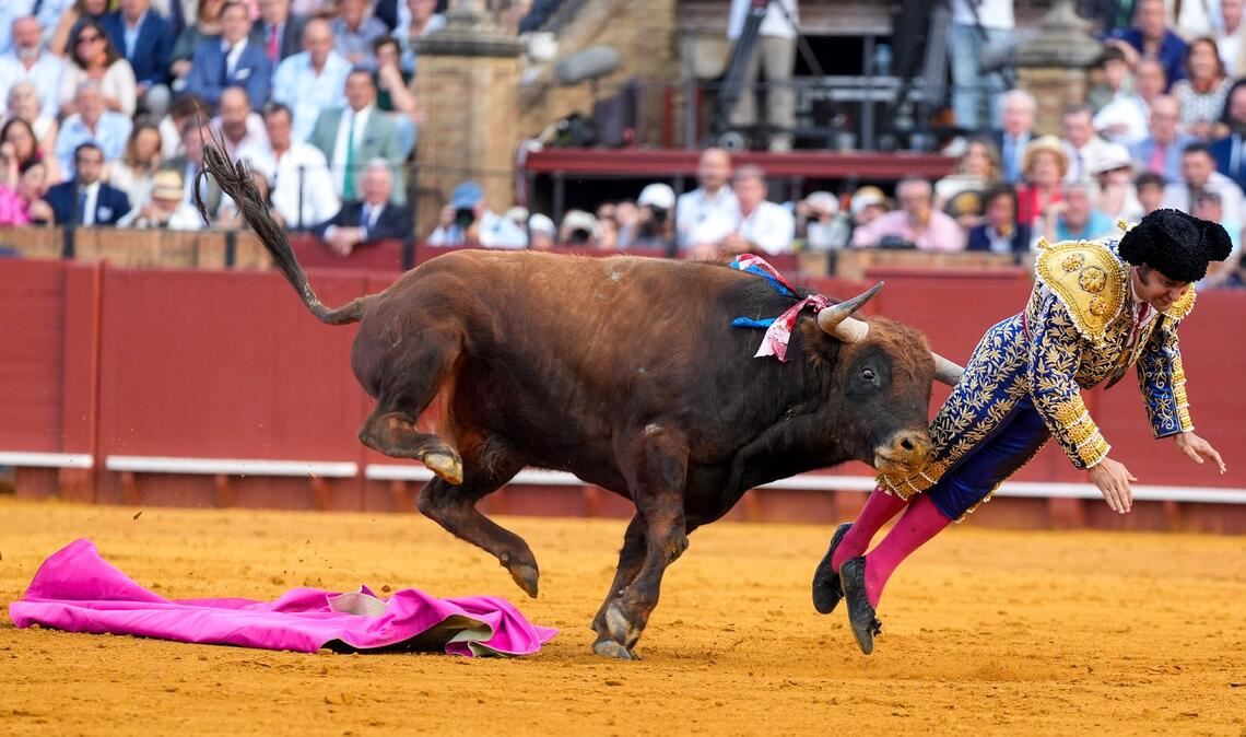 Der mehr als 500 Kilogramm schwere Bulle Clandestino spießte den Star-Torero von hinten auf.