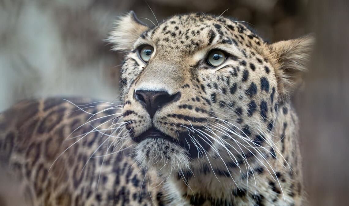 Der persische Leopard Khal ist neu in der Wilhelma. Er hat jetzt einen Paten gefunden.
