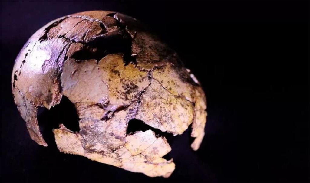Der rund zwei Millionen Jahre alte Kinderschädel DNH 134 von Homo erectus aus der Drimolen-Höhle in Südafrika.