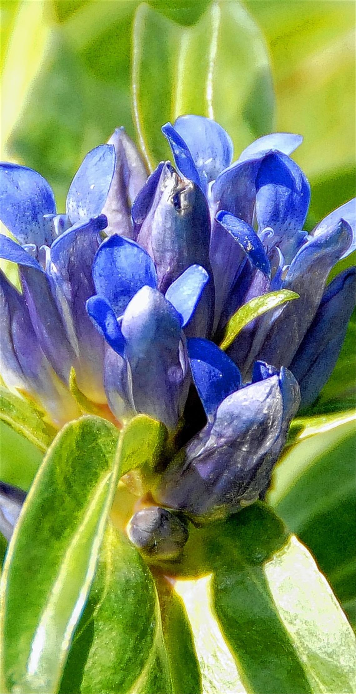 Der seltene Kreuzenzian.