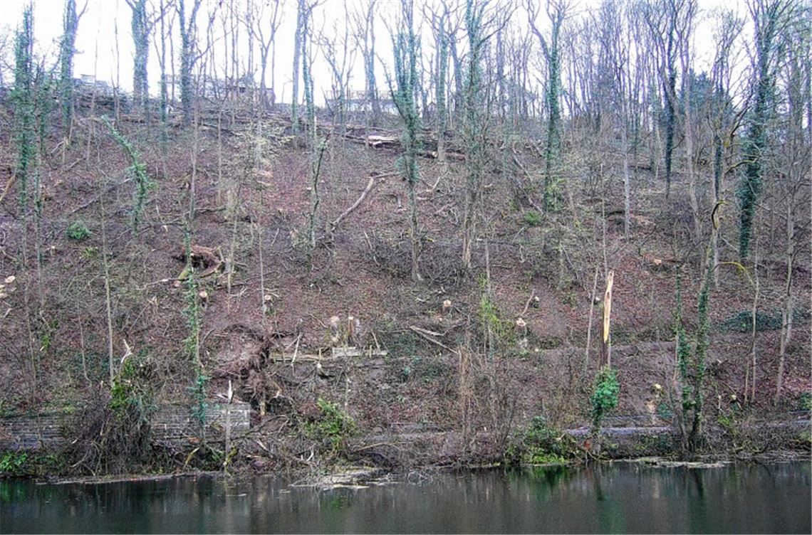 Der stark ausgelichtete Baumbestand löst in der Bevölkerung Unverständnis aus. Foto: privat
