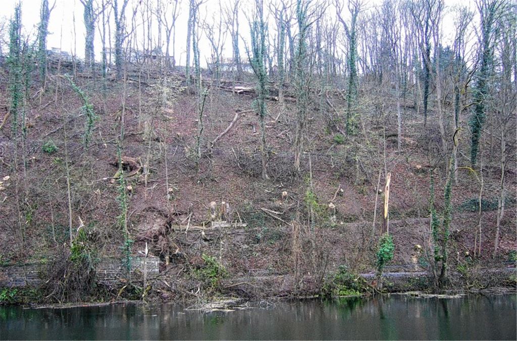 Der stark ausgelichtete Baumbestand löst in der Bevölkerung Unverständnis aus. Foto: privat