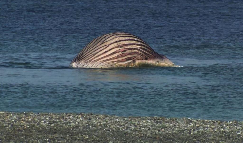 Der tote Buckelwal liegt aufgebläht vor der dänischen Insel Anholt