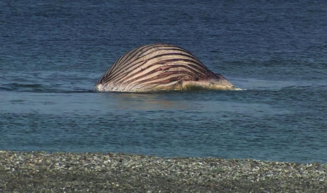 Der tote Buckelwal liegt aufgebläht vor der dänischen Insel Anholt.