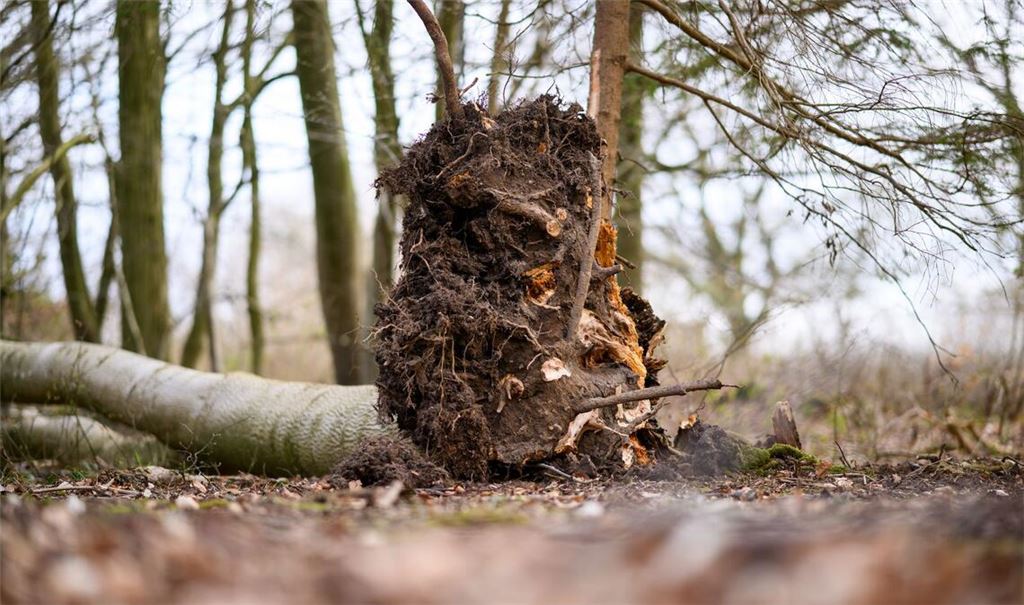 Der umgestürzte Baum im Waldstück südöstlich von Flensburg.