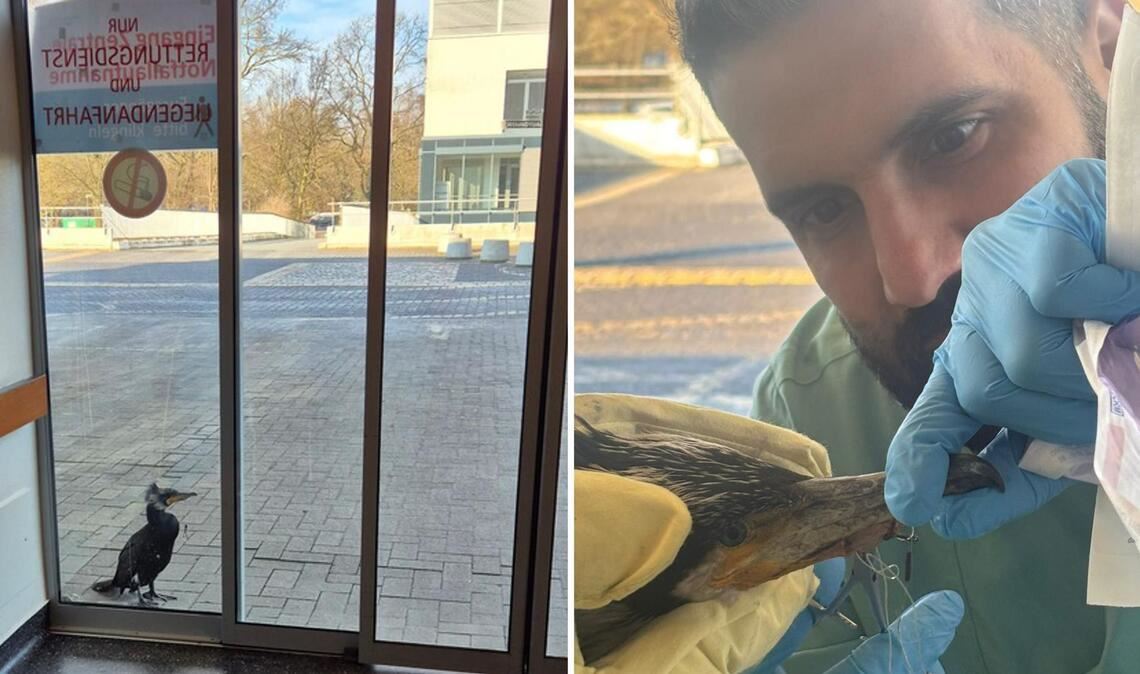Der verletzte Kormoran begab sich in die Notaufnahme, wo sich um den tierischen Gast gekümmert wurde.