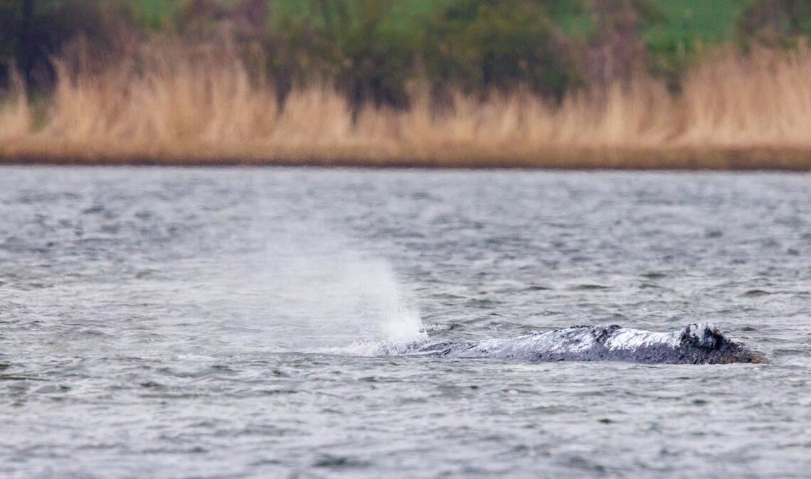 Der vor Poel liegende Buckelwaö bläst Atemluft aus.