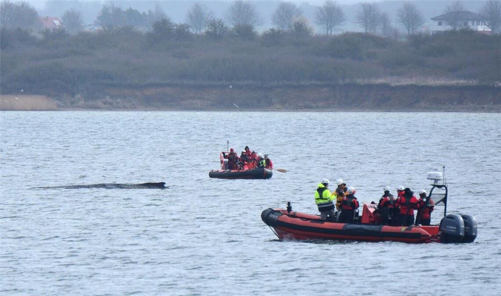 Der vor rund einer Woche beim Timmendorfer Strand an der Ostseeküste gestrandete Wal liegt aktuell vor Wismar.