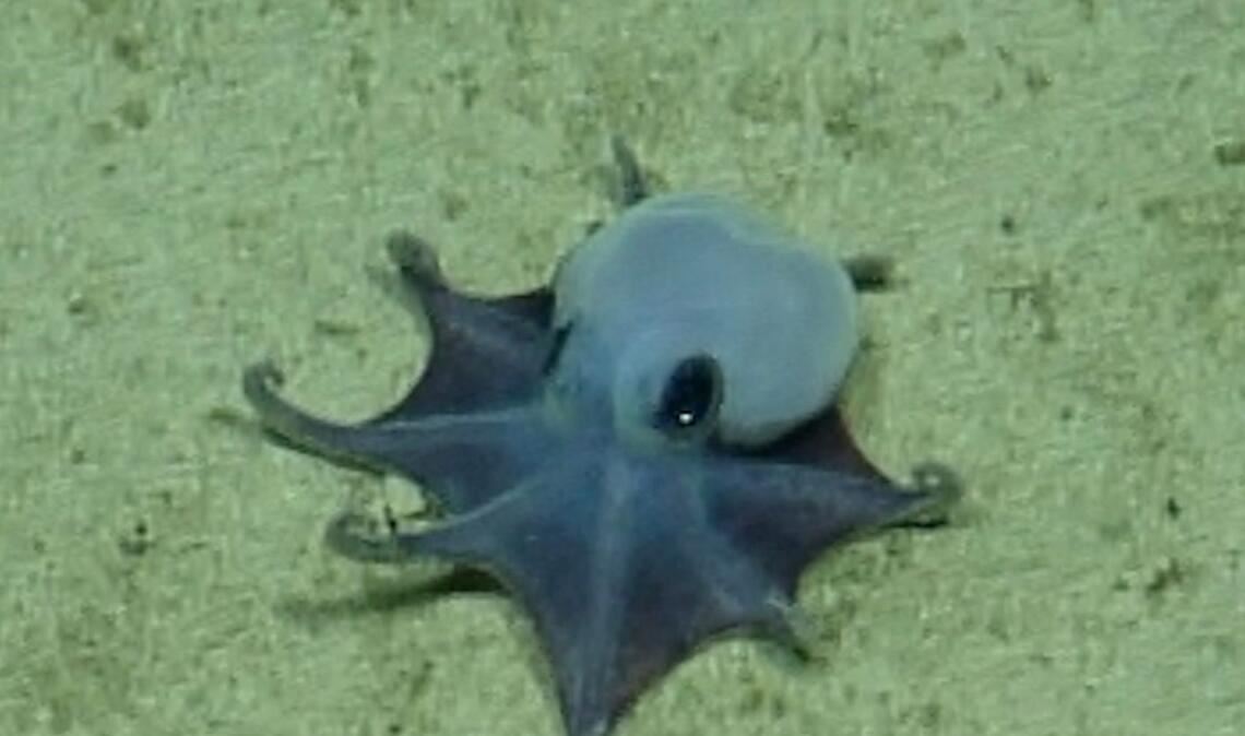 Der winzige blaue Oktopus ist in etwa so groß wie ein Golfball.