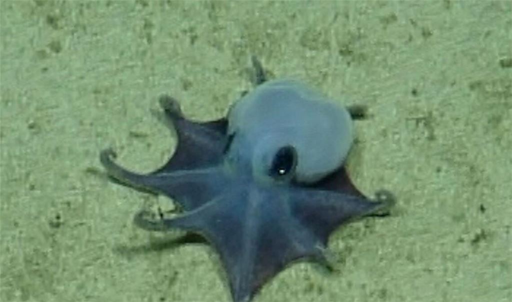 Der winzige blaue Oktopus ist in etwa so groß wie ein Golfball.