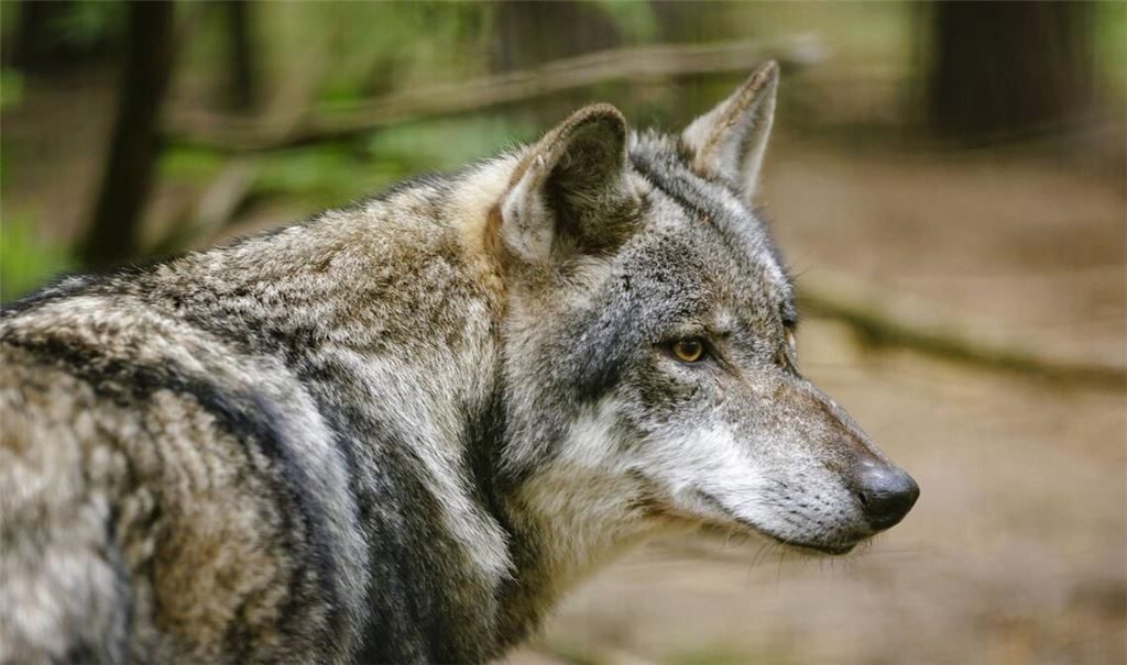 Der zutrauliche Wolf im Nordschwarzwald konnte sich den Jägern bislang entziehen. (Symbolfoto)
