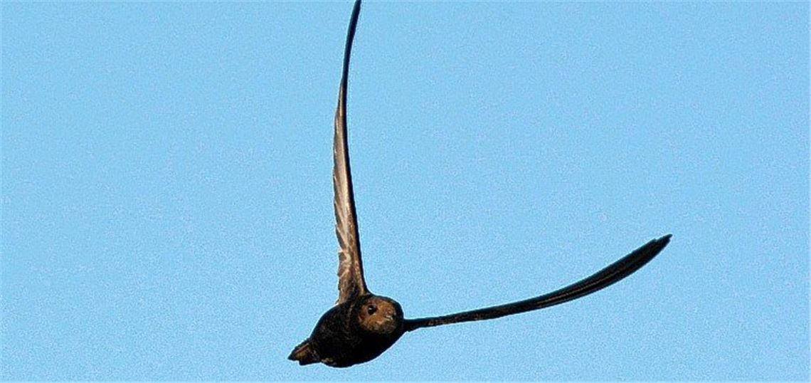 Der im Flug schläft