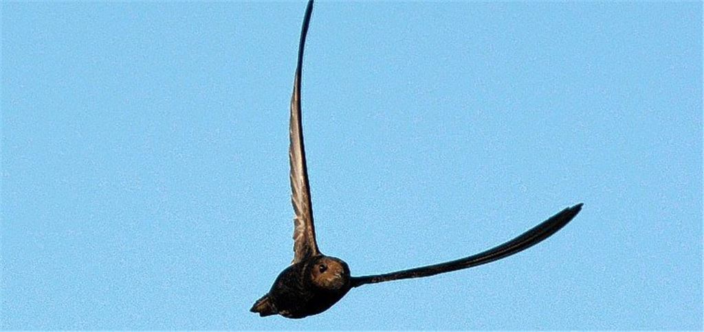 Der im Flug schläft